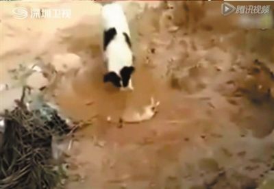 熊猫体育|戏题（一作戏赠主人）