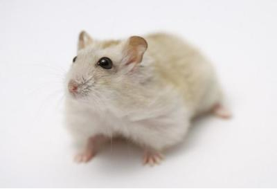 “熊猫体育”中甲5队有望冲超:俩降级球队太强势,黄海处境微妙(附积分榜)(图1) panda sports