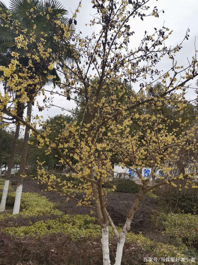 保山市驻上海劳务服务事情站和务工人员流动党员联络服务站揭牌建立“panda sports”(图9) panda sports