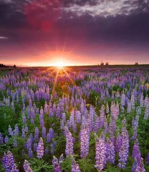 【xiongmao体育】柳边